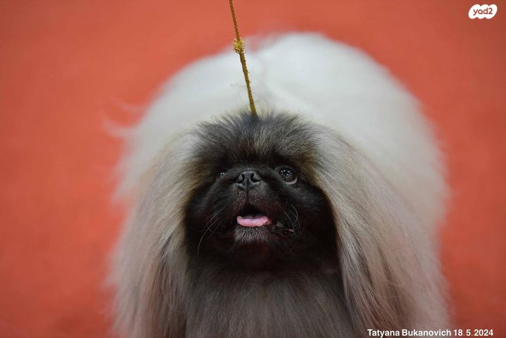 תמונת מודעה - חיות מחמד