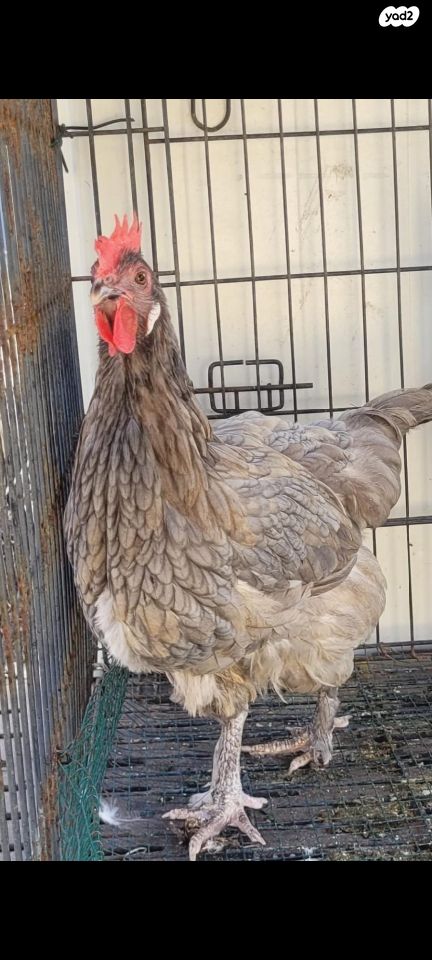 תמונת מודעה - חיות מחמד