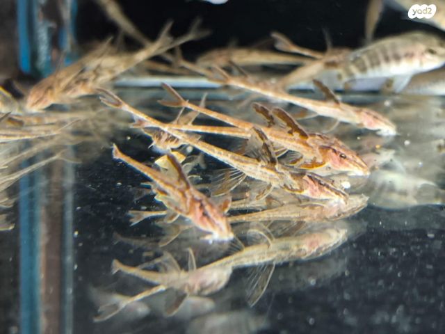 תמונת מודעה - חיות מחמד