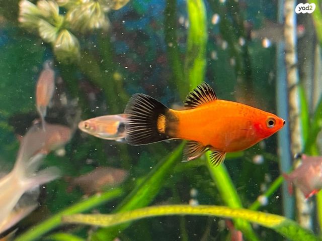 תמונת מודעה - חיות מחמד