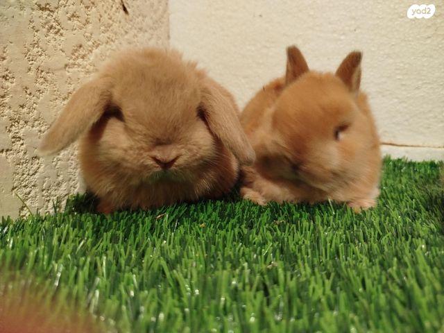 תמונת מודעה - חיות מחמד