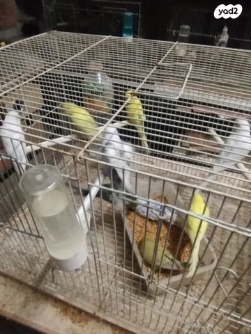 תמונת מודעה - חיות מחמד