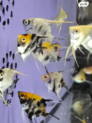 תמונת מודעה - חיות מחמד