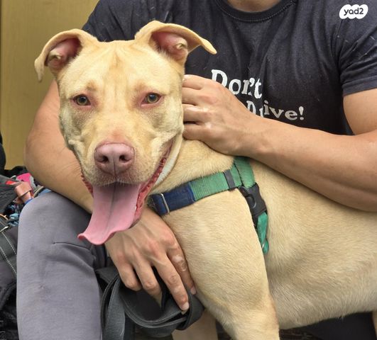 תמונת מודעה - חיות מחמד