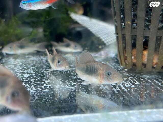 תמונת מודעה - חיות מחמד