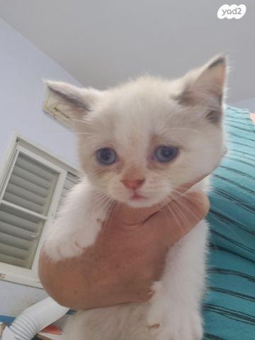 תמונת מודעה - חיות מחמד