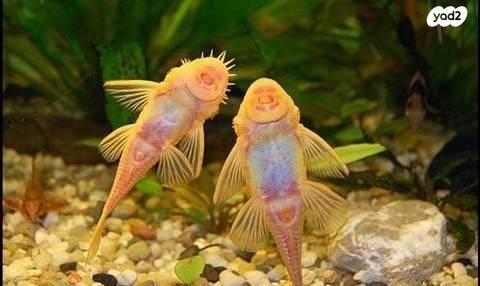 תמונת מודעה - חיות מחמד