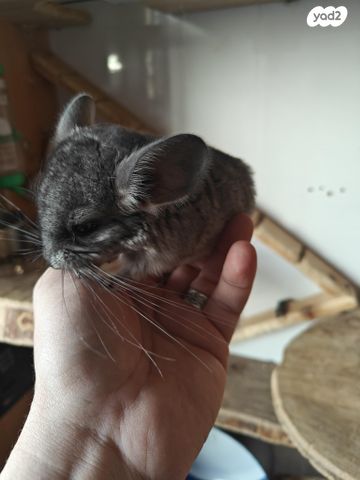 תמונת מודעה - חיות מחמד