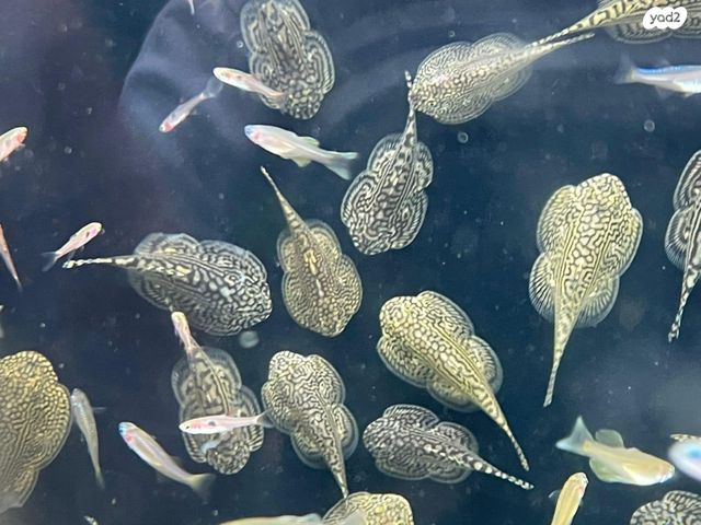 תמונת מודעה - חיות מחמד