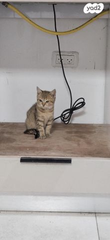 תמונת מודעה - חיות מחמד