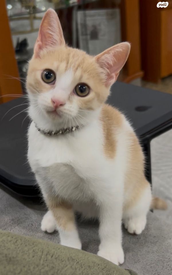 תמונת מודעה - חיות מחמד