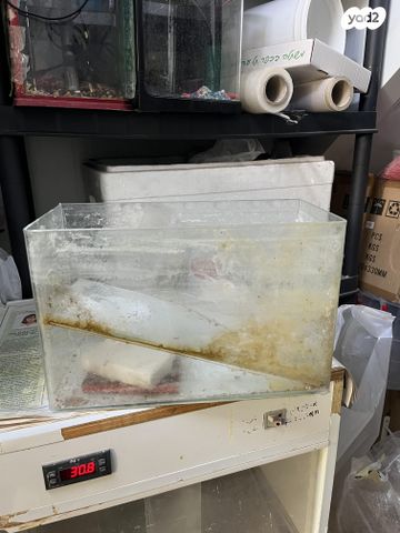 תמונת מודעה - חיות מחמד