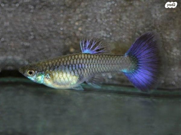 תמונת מודעה - חיות מחמד