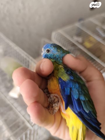 תמונת מודעה - חיות מחמד