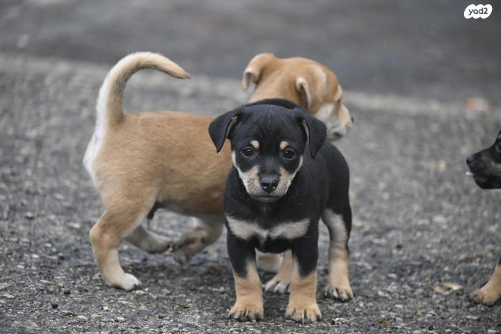 תמונת מודעה - חיות מחמד