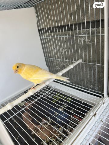 תמונת מודעה - חיות מחמד