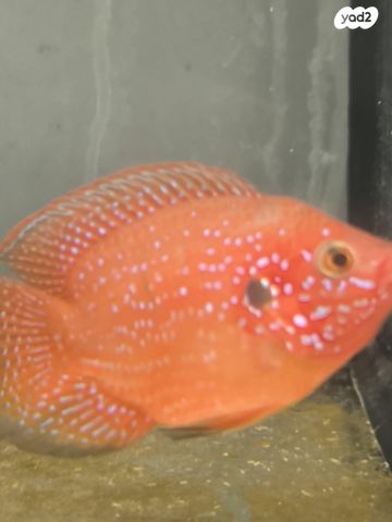 תמונת מודעה - חיות מחמד