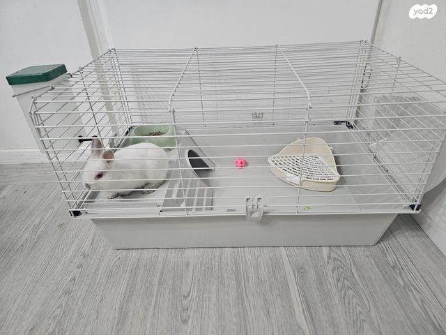 תמונת מודעה - חיות מחמד