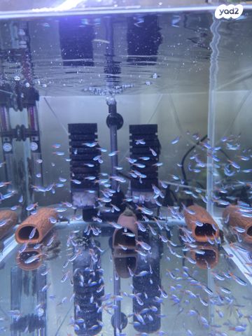 תמונת מודעה - חיות מחמד