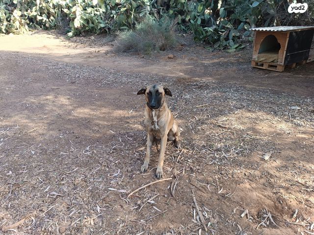 תמונת מודעה - חיות מחמד