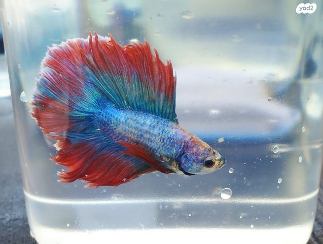 תמונת מודעה - חיות מחמד