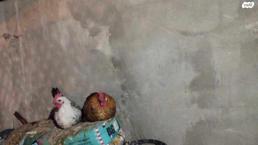 תמונת מודעה - חיות מחמד