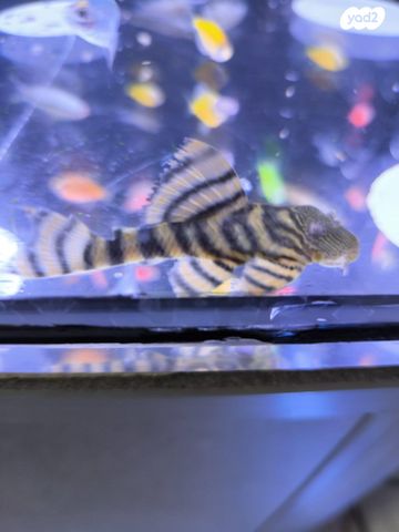 תמונת מודעה - חיות מחמד