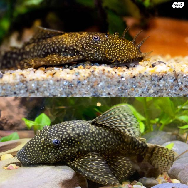 תמונת מודעה - חיות מחמד