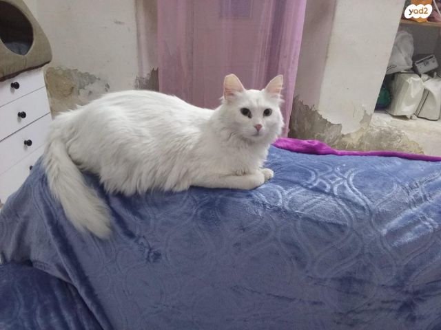 תמונת מודעה - חיות מחמד