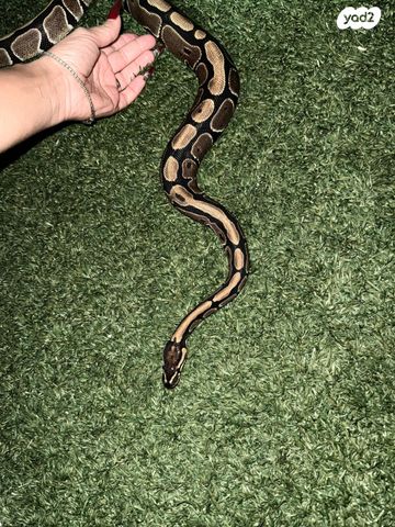 תמונת מודעה - חיות מחמד