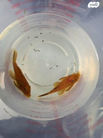 תמונת מודעה - חיות מחמד