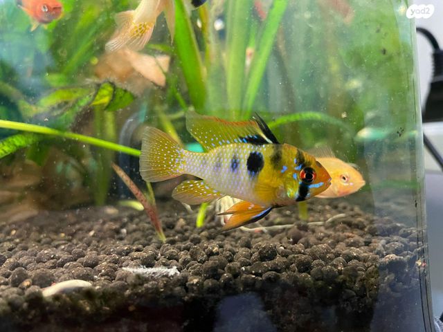 תמונת מודעה - חיות מחמד