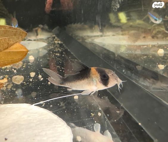 תמונת מודעה - חיות מחמד