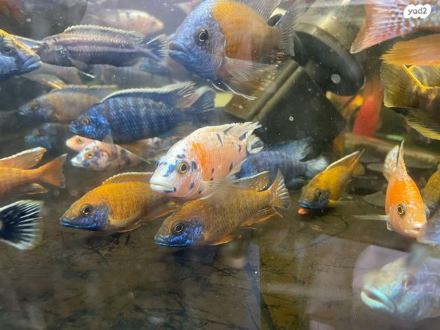 תמונת מודעה - חיות מחמד