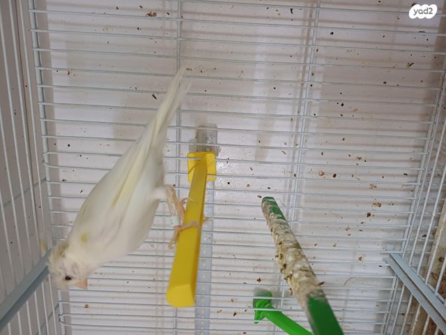 תמונת מודעה - חיות מחמד