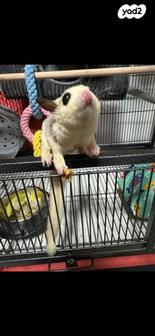 תמונת מודעה - חיות מחמד