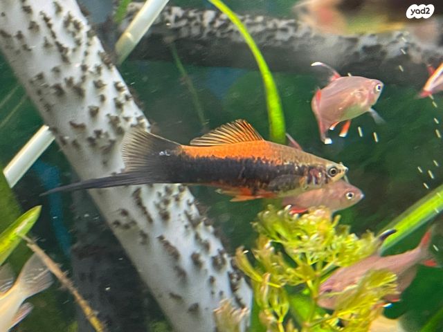 תמונת מודעה - חיות מחמד