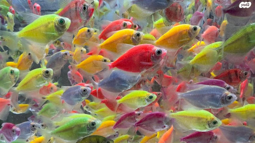 תמונת מודעה - חיות מחמד