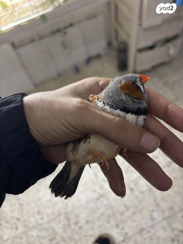 תמונת מודעה - חיות מחמד