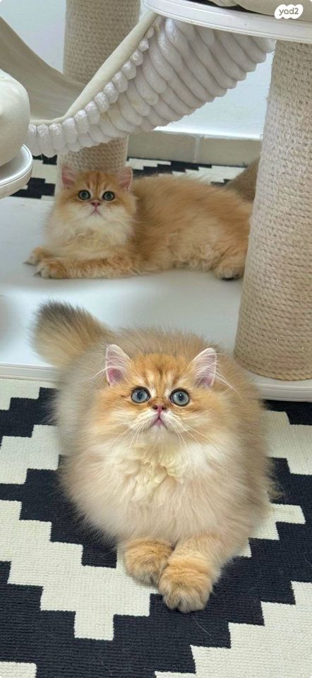 תמונת מודעה - חיות מחמד