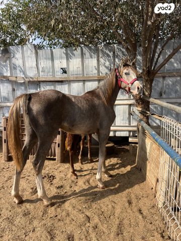 תמונת מודעה - חיות מחמד