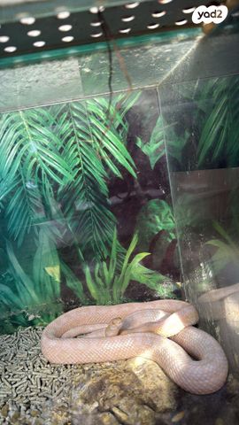 תמונת מודעה - חיות מחמד