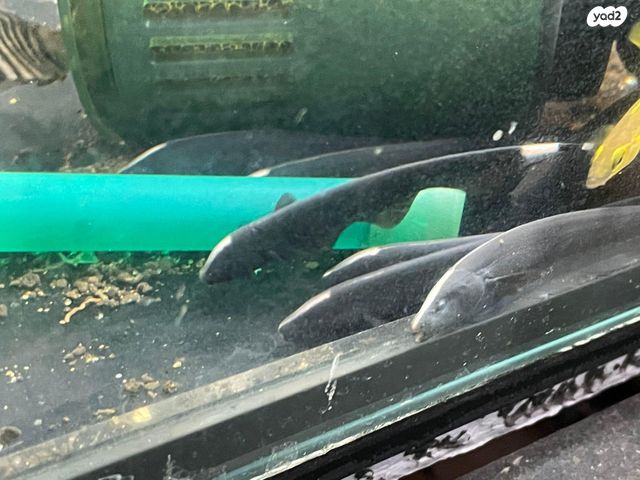 תמונת מודעה - חיות מחמד