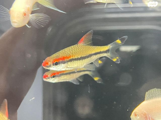 תמונת מודעה - חיות מחמד