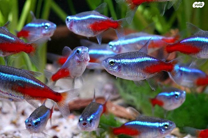 תמונת מודעה - חיות מחמד