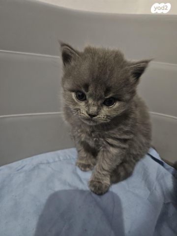 תמונת מודעה - חיות מחמד