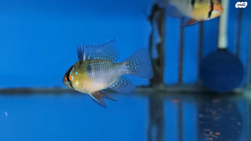 תמונת מודעה - חיות מחמד