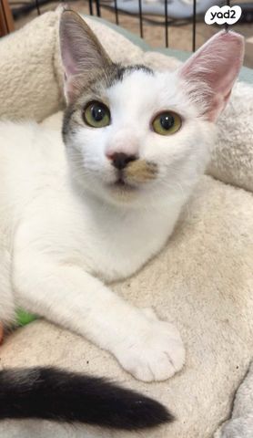 תמונת מודעה - חיות מחמד