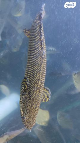 תמונת מודעה - חיות מחמד