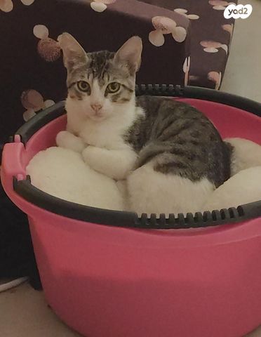 תמונת מודעה - חיות מחמד